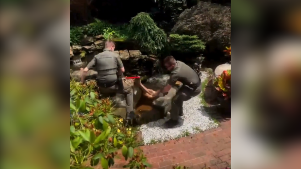 kdka-deer-rescued-koi-pond.png 