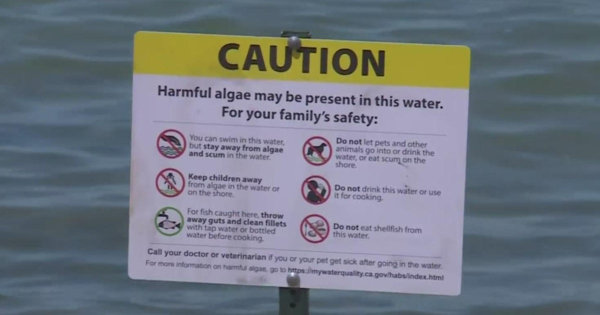 Dog dies after swimming in Lake Tahoe