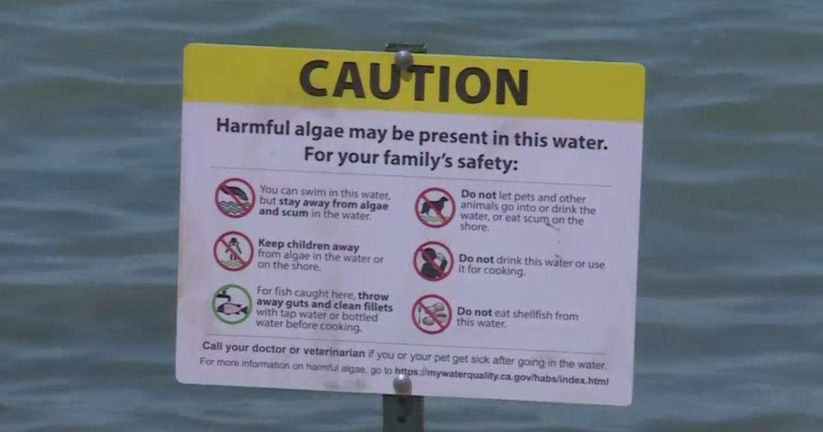 Dog dies after swimming in Lake Tahoe, officials test beaches for toxic algae