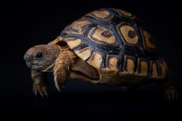 FRANÇA-MEIO AMBIENTE-NATUREZA