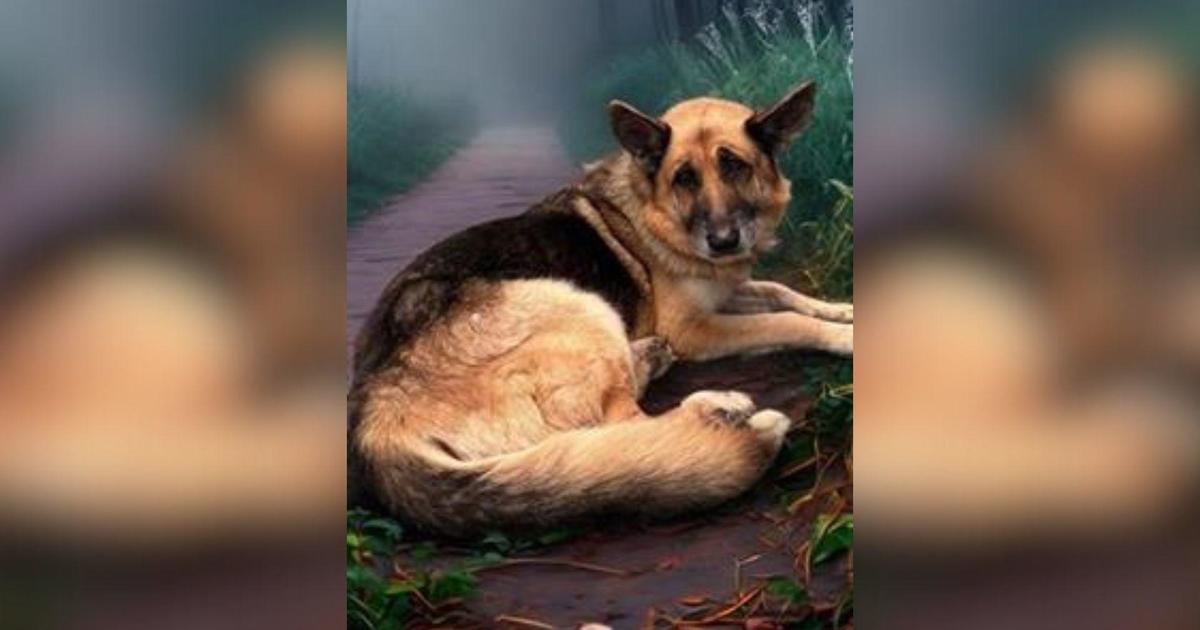 Rescue of Abandoned German Shepherd in Malibu Canyon Sparks Investigation