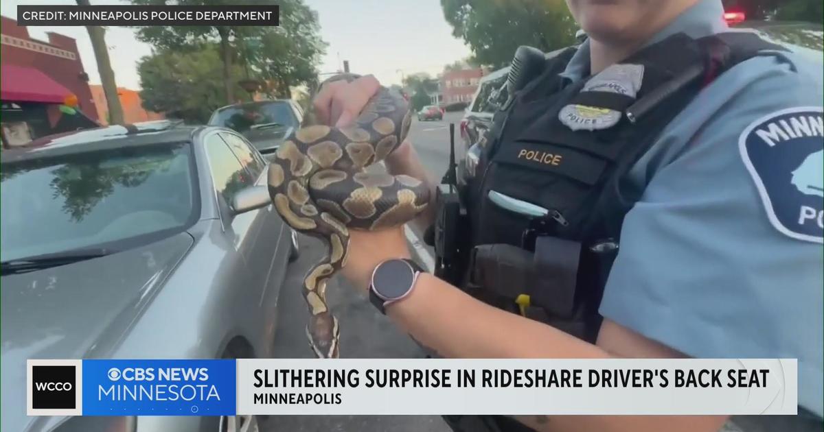 Snake sneaks into backseat of Minneapolis Uber