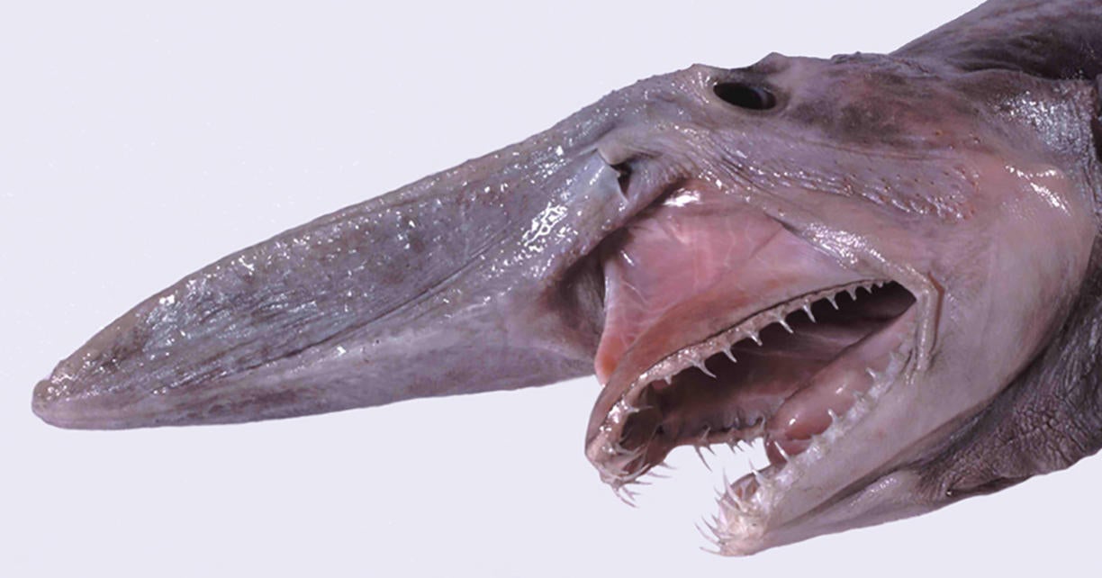 Goblin shark seen alive in natural habitat for the first time: "The ...
