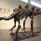 Stegosaurus skeleton auction likely to draw millions — and criticism