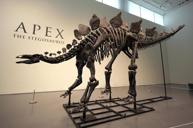 Sotheby's Stegosaurus Dinosaur 