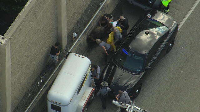 On the side of the highway, bystanders and police officers try to get a pig into a trailer on the side of the highway 