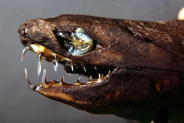 This image shows a viper dogfish, with the person who provided the image saying that it came from Hawaii