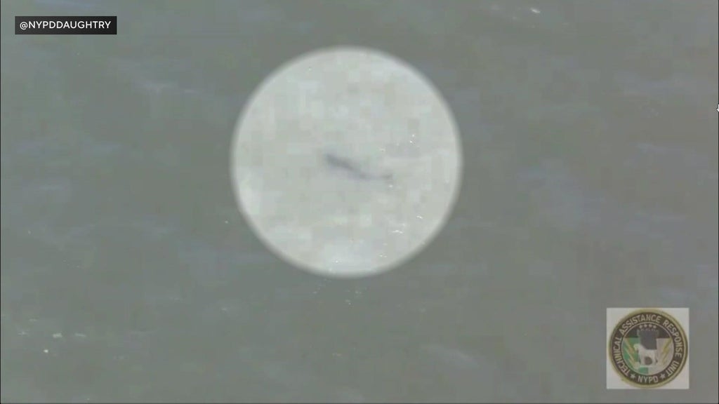 After 1st shark sighting in New York this season, officials offer safety tips