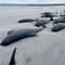 77 pilot whales die in mass stranding on Scottish beach