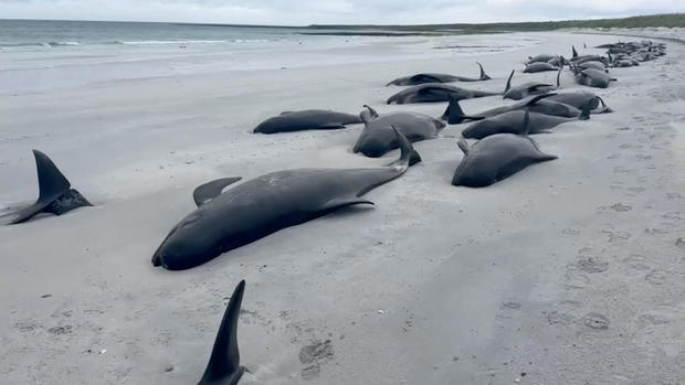 Pilot whales die in mass stranding, in Orkney, Scotland 