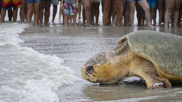 Sea Turtle Release 