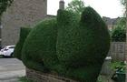 london-hedge-cat.jpg 
