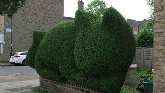 londres-hedge-cat.jpg