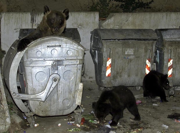 FOTO DE ARQUIVO: UM URSO SELVAGEM ALIMENTA-SE DE UM RECIPIENTE DE LIXO EM BRASOV, ROMÊNIA.