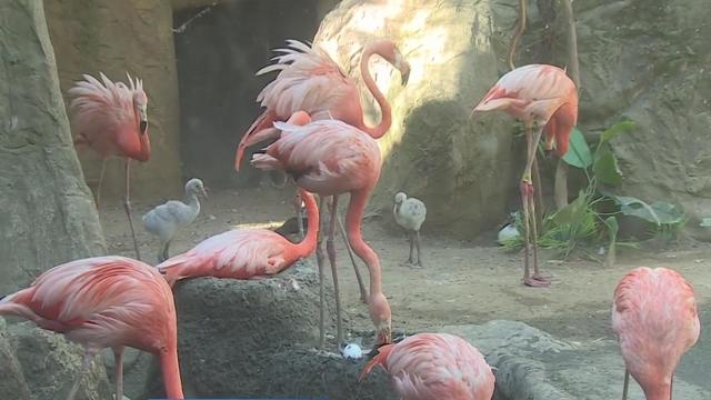 saczoo-baby-flamingoes.jpg 