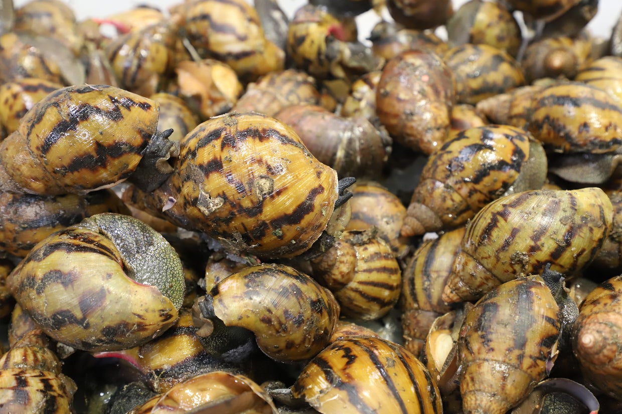 90 giant African land snails intercepted at Detroit Metro Airport after ...