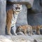 Endangered tiger cubs make their public debut at zoo in Germany