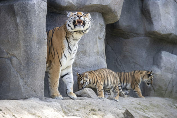 Tiger cubs in the outdoor enclosure for the first time 
