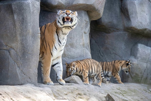 Tiger cubs in the outdoor enclosure for the first time