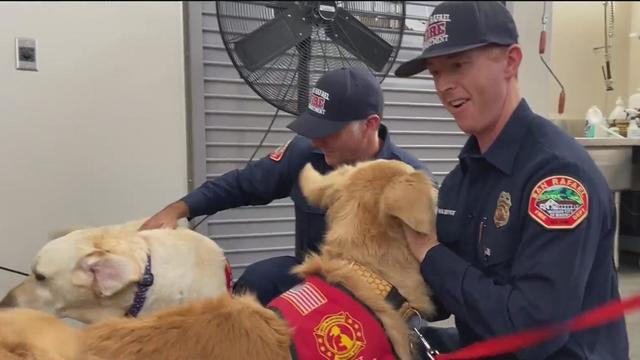 First Responder Therapy Dogs 