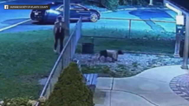 Dog tossed over fence at Humane Society of Atlantic County 