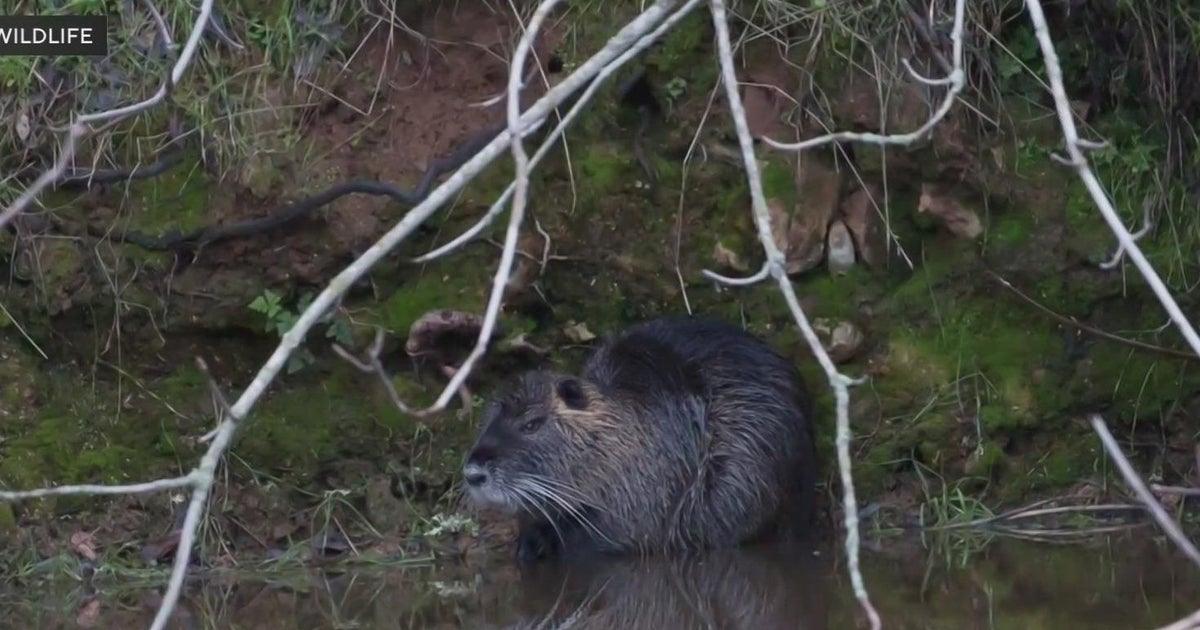 Fight to remove invasive species from San Joaquin County wetlands continues