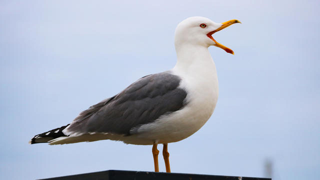 Close-up of seagull perching on roof against sky,France 