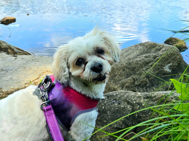 Samsung Galaxy Z Flip 6 Review 