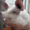 Meet the pigs raised to grow kidneys and hearts for humans