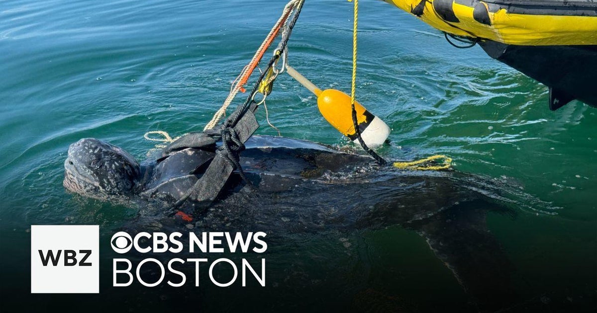 Sea turtle rescued on Cape Cod - CBS Boston