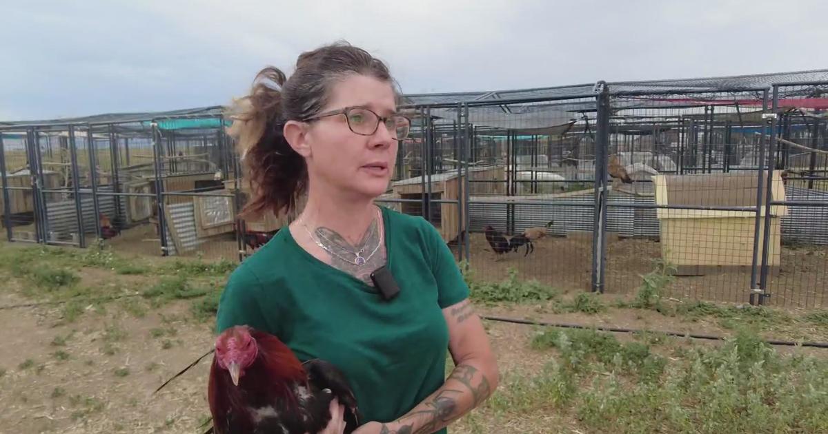 After second cockfighting arrest in Colorado this year, lawmakers want to crack down on the practice