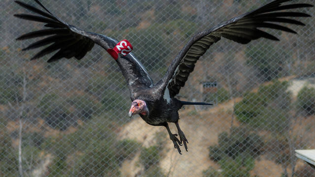 ca-condor-male-flying-photo-courtesy-of-l-a-zoo.jpg 