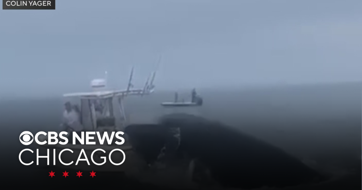 Video shows moment whale capsizes boat in Portsmouth, New Hampshire