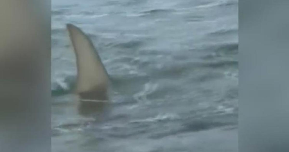 Video shows a shark swimming near the shore of Fort Lauderdale Beach