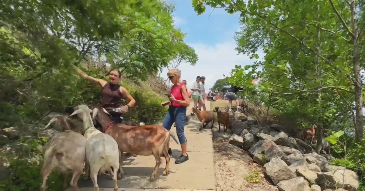 Goats cleaning up vegetation along Natrona Riverfront