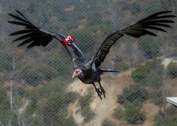 ca-condor-male-flying-photo-courtesy-of-l-a-zoo.jpg 