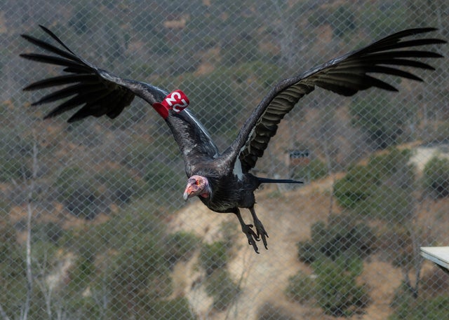 ca-condor-male-flying-photo-courtesy-of-l-a-zoo.jpg