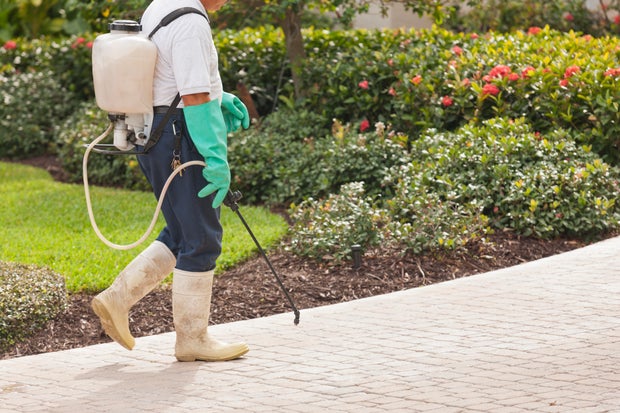 Is a pest control company worth it? Yes, and here's why