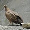 India lost its vultures, and scientists say humans have paid the price