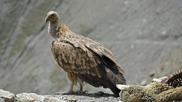  
India lost its vultures, and scientists say humans have paid the price 
Scientists say a common painkiller used on cattle wiped out India's vultures, resulting in half a million human deaths in just 5 years. 
1H ago