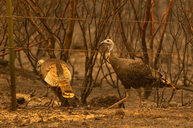 Park Fire Burns Thousands Of Acres In Northern California After Man Charged With Arson