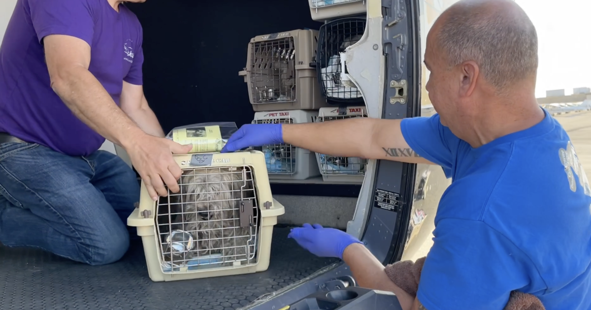 Dozens of dogs recovered from Riverside County hoarding situations flown to forever homes in Utah, Idaho and Oregon