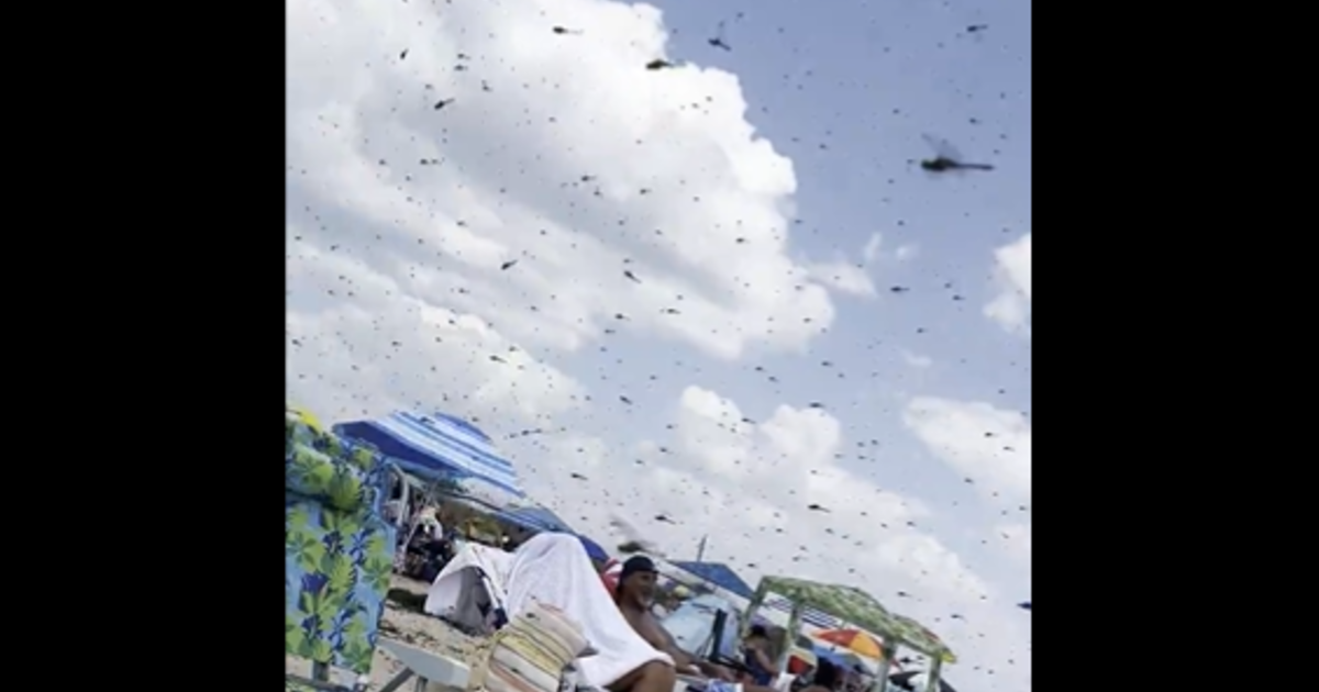 Dragonfly swarm takes over Rhode Island beach: