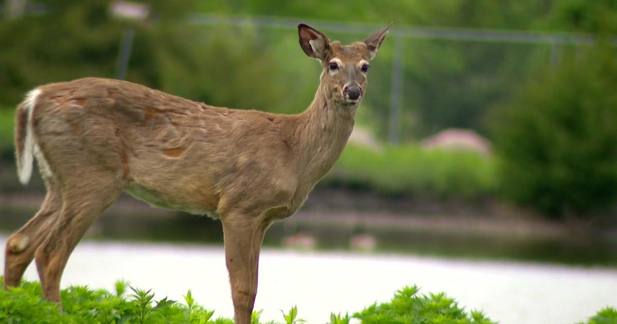 Community rallies to save a deer sanctuary in central Minnesota