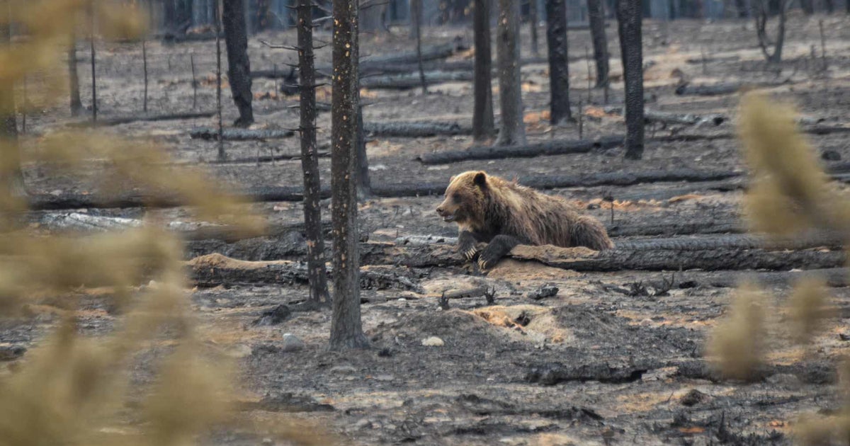 Beobachten Sie, wie eine Bärenmutter und ihre Jungen den größten Waldbrand im Jasper-Nationalpark seit 100 Jahren überleben, indem sie sich verstecken Beobachten Sie, wie eine Bärenmutter und ihre Jungen den größten Waldbrand im Jasper-Nationalpark seit 100 Jahren überleben, indem sie sich verstecken