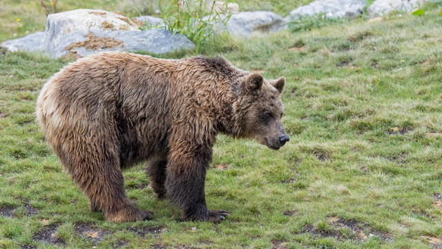 European brown bear foraging in Alpine pasture. 