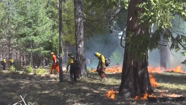 cal-fire-prescribed-burn.jpg 