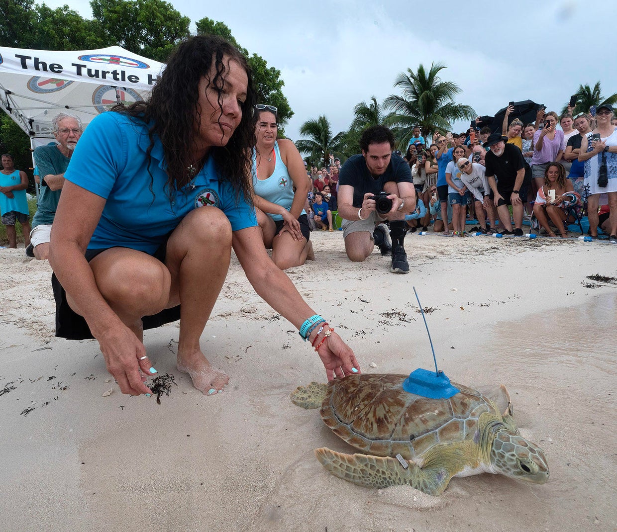 Sea turtle released in the Florida Keys joins 
