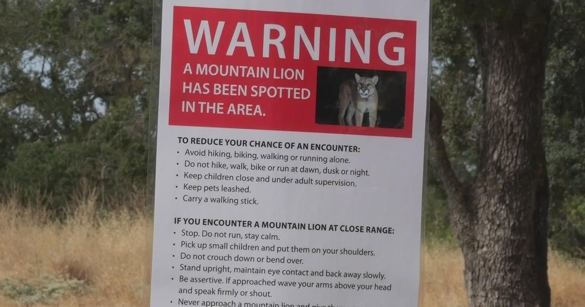 Roseville residents urged to be on alert after reported mountain lion sightings