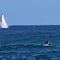 Whale makes surprise appearance during Olympic surfing competition